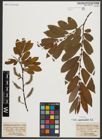 Foto von Salix appendiculata Vill.